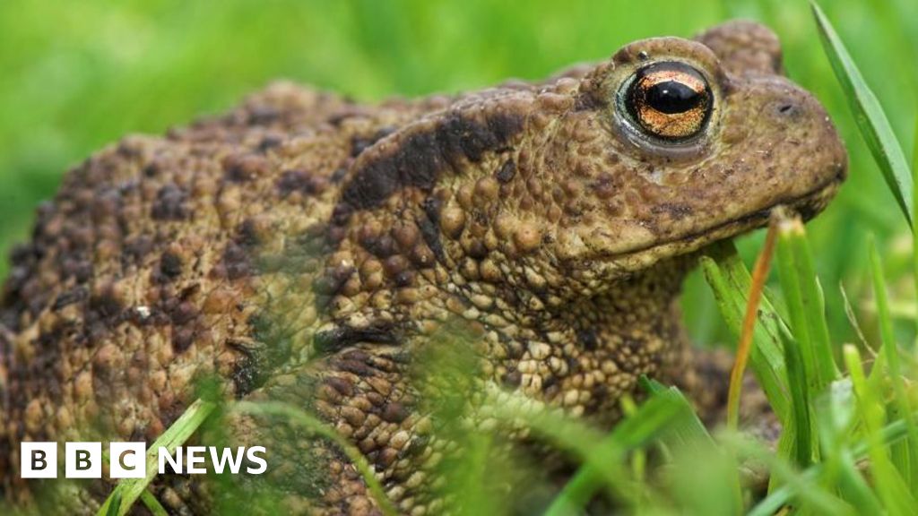 Concerns arise for over 1,000 toads in Wrexham as reservoir undergoes drainage.
