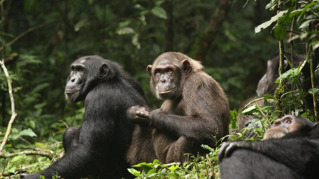 Conflict Erupts Among Largest Documented Community of Chimpanzees