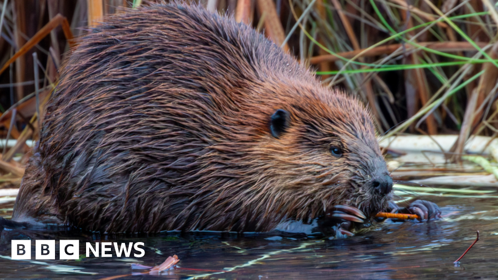 Conservation organization to introduce beavers into rivers in Dorset