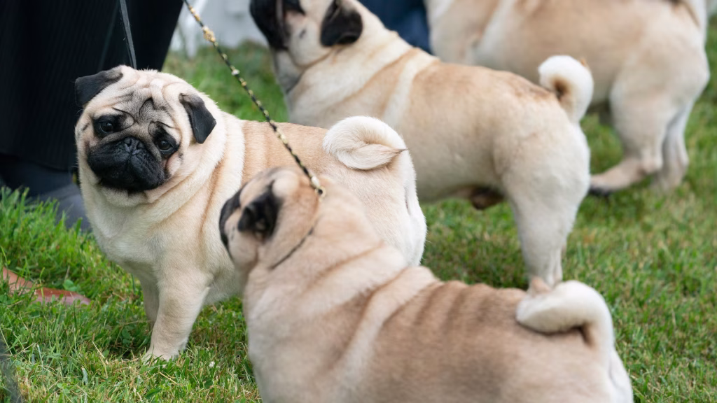 Court dismisses PETA's lawsuit targeting the American Kennel Club regarding canine breed health issues.