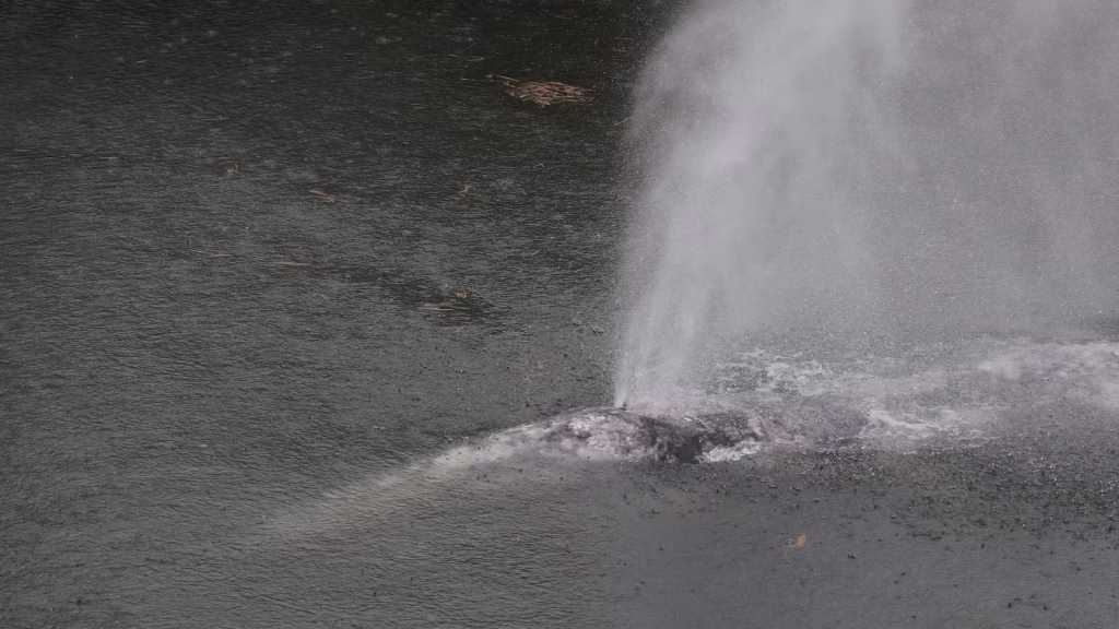Dead gray whale located after traveling 20 miles into a river in Washington state.