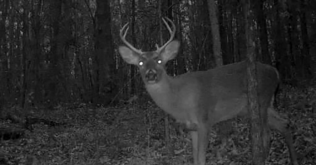 Efforts to Control ‘Zombie Deer Disease’ Through Targeted Hunts: Next Steps?
