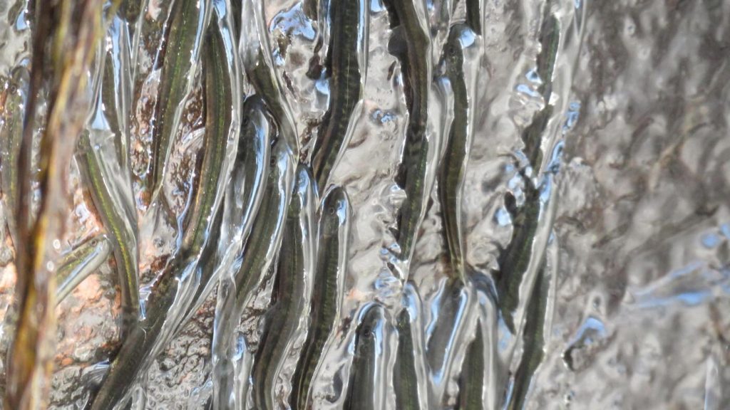 Fish species adept at climbing can ascend waterfalls reaching 50 feet.