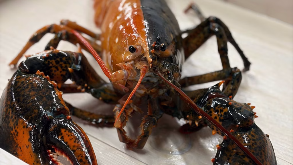 Fishermen off Cape Cod donate unusual bicolor lobster to local aquarium