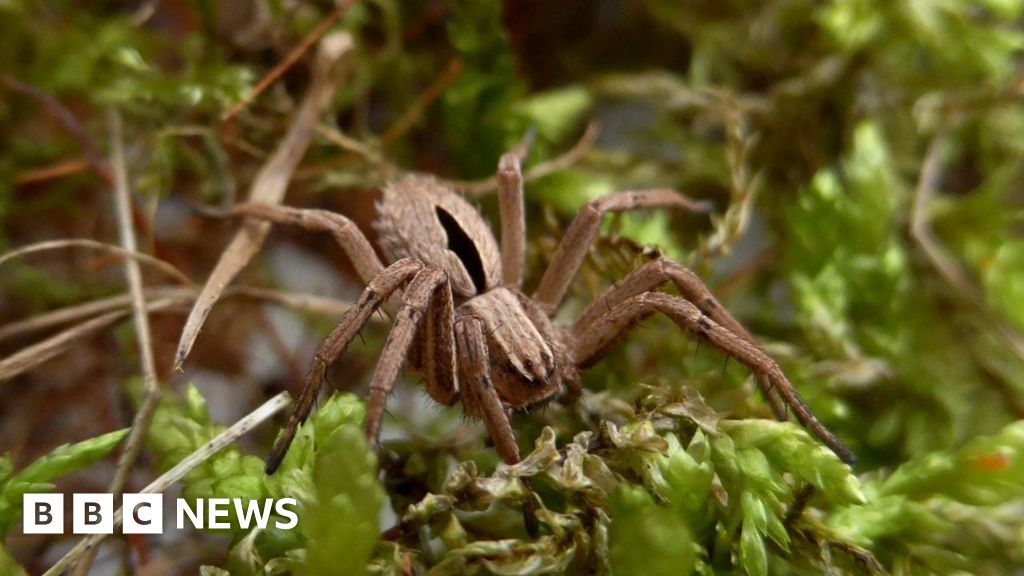 Funding increases for initiative aimed at safeguarding rare spider species