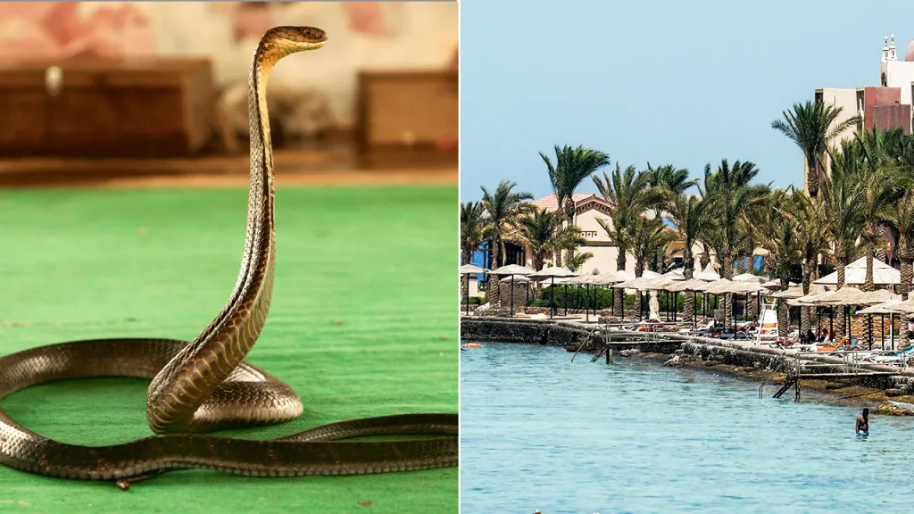 [German visitor succumbs to cobra bite during snake exhibition in Egypt