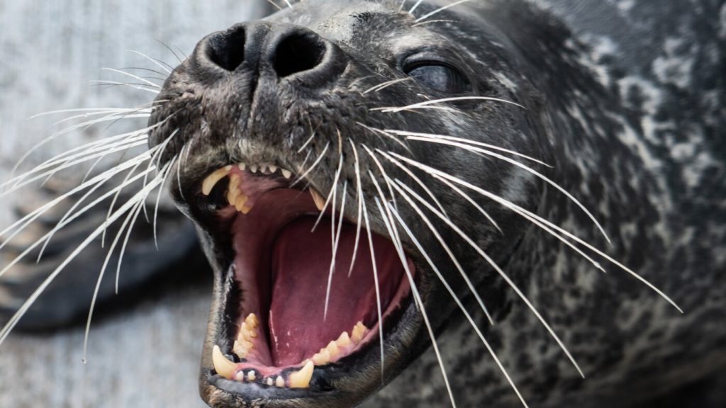 Harbor seals use their whiskers to detect underwater fish movements.