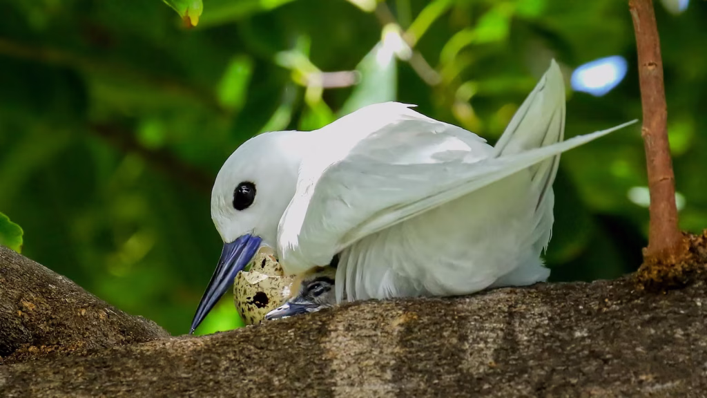 Hawaiian seabird demonstrates adaptability to urban environment in Honolulu