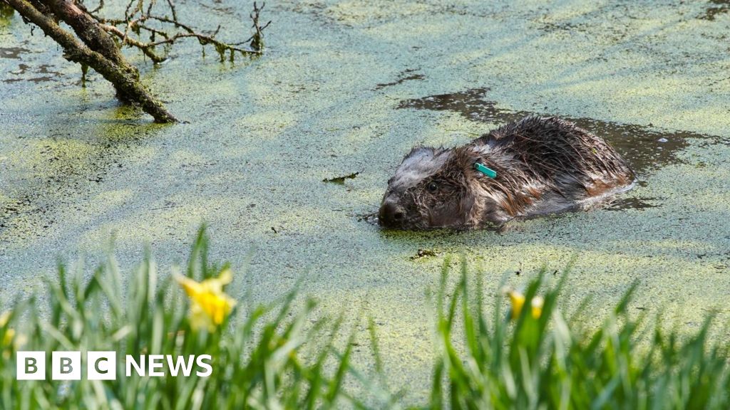 Initiative to reintroduce beavers to Ennerdale progresses
