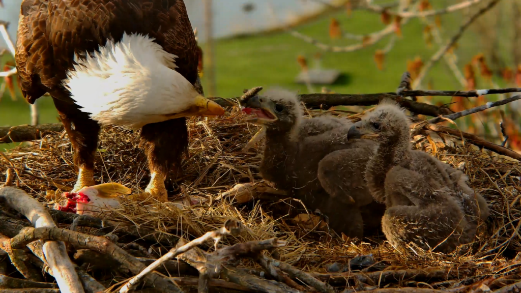 Live-streaming bald eagle nests fosters an unanticipated virtual community.