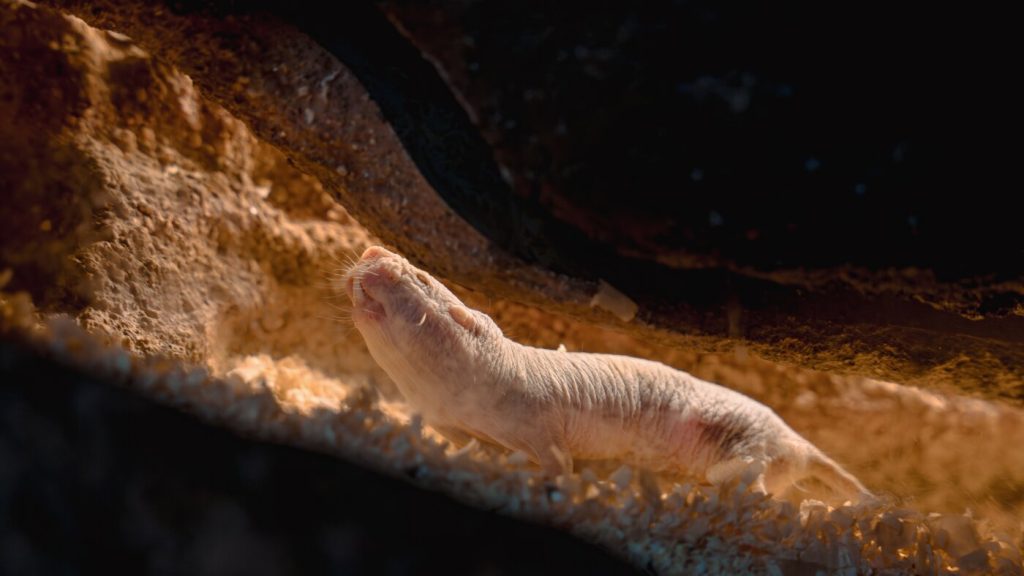 Naked mole rat colony experiences peaceful transition of leadership without conflict.