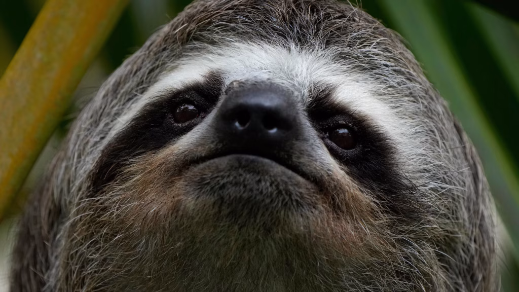 Nearly 30 sloths die from illness and cold exposure at Florida import facility.