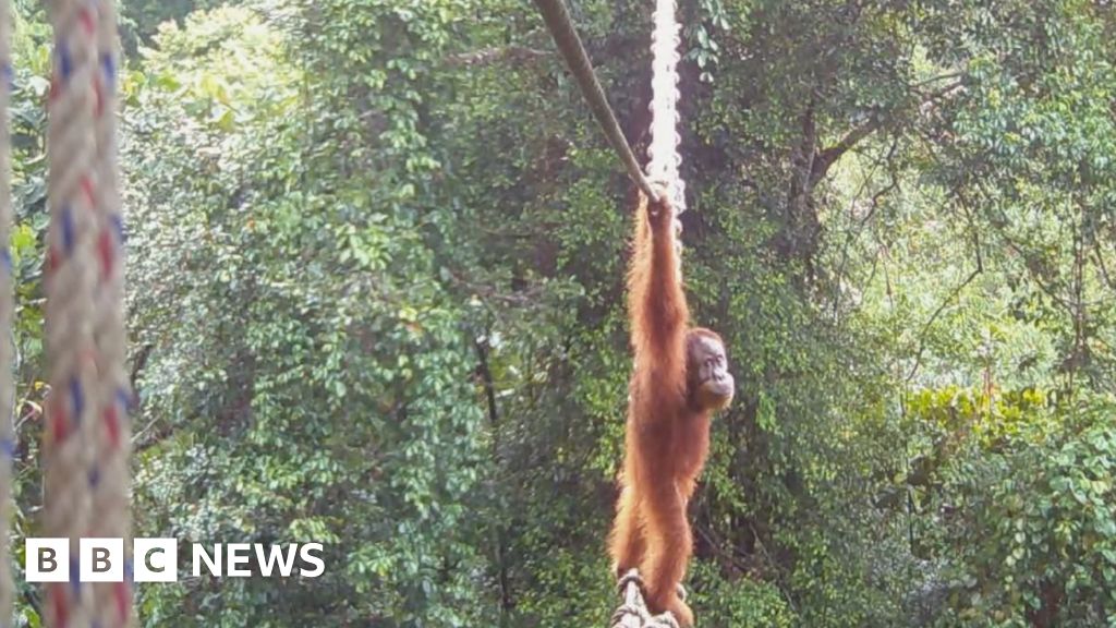 [Orangutan navigates new bridge to reconnect divided community