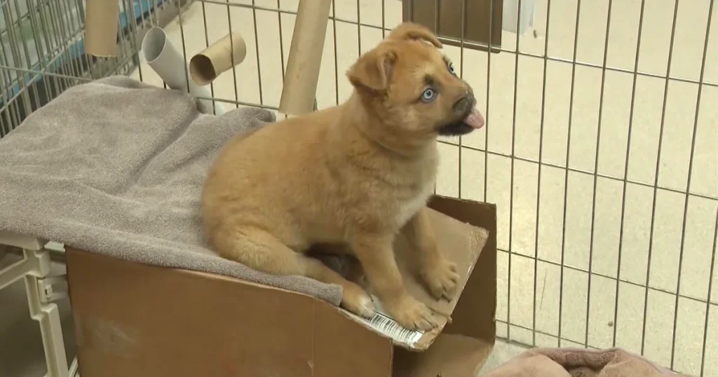 Peanut the Puppy Receives Support and Attention