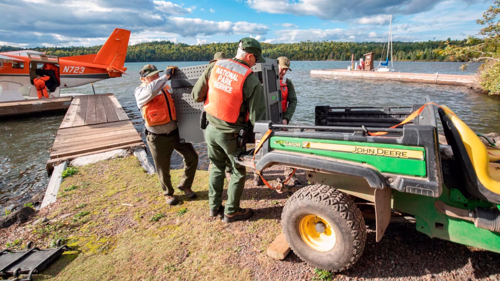 Researchers report healthy wolf population on Lake Superior island, attributed to moose hunting by packs.
