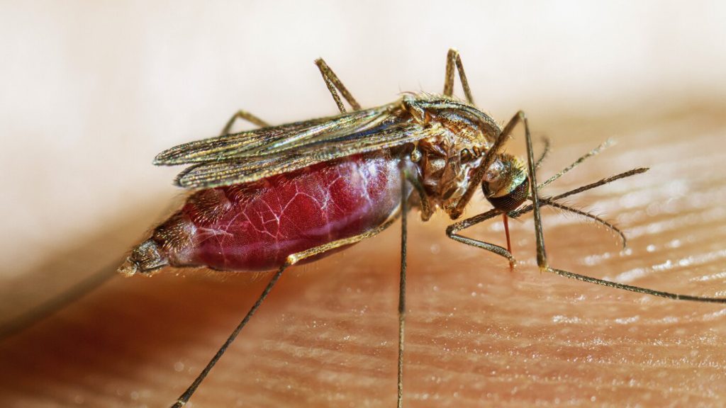 The Impact of Mosquitoes and Malaria on the Evolution of Early Humans