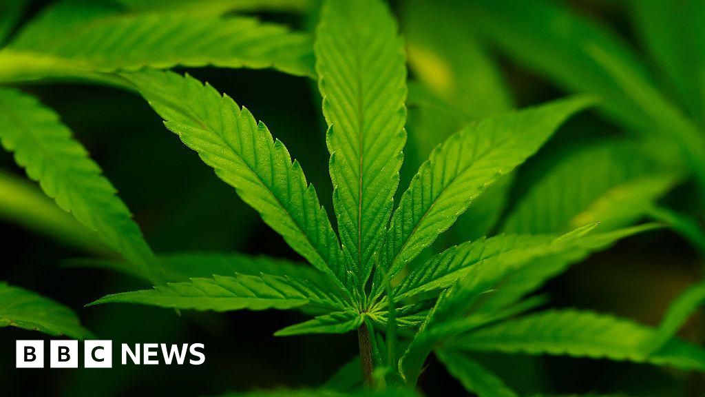 [Trump administration downgrades cannabis classification to reflect lower danger levels.
