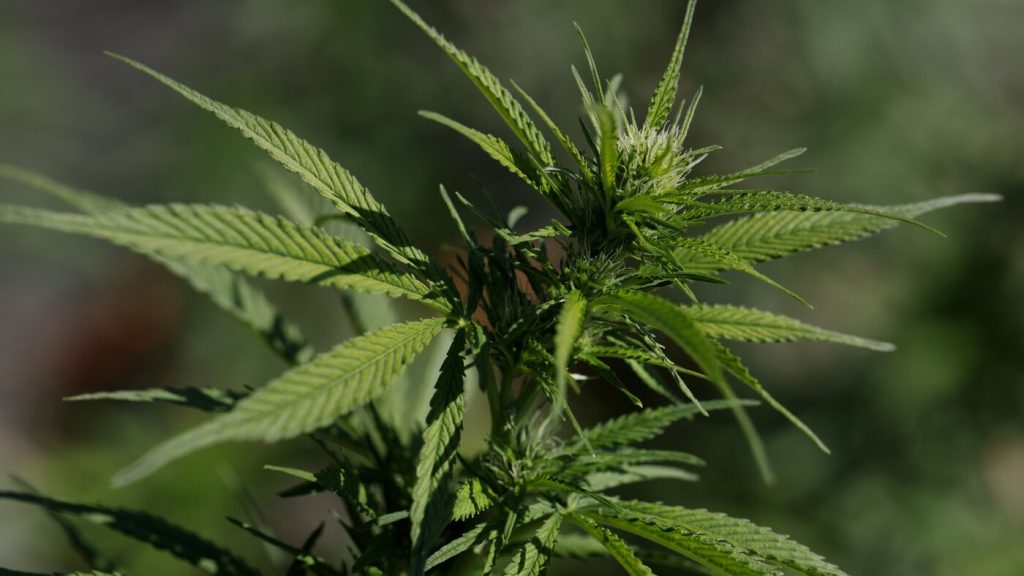 Trump relaxes regulations on medical marijuana use.