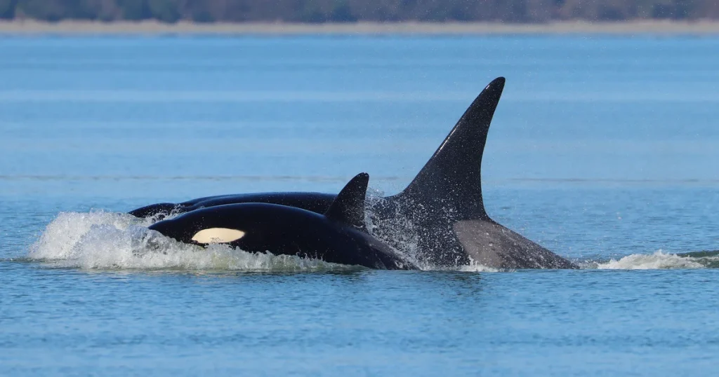Unidentified group of orcas makes an unprecedented appearance in Seattle