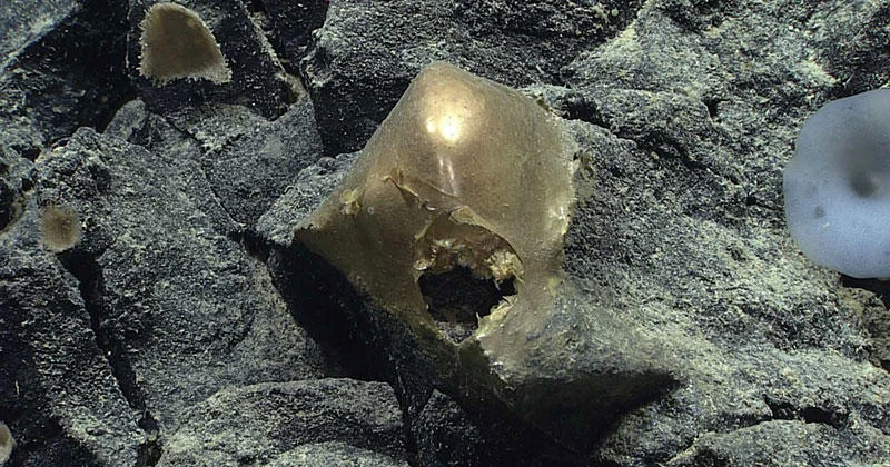 Unknown object discovered in Alaska's ocean depths in 2023 is recognized as a biological entity.