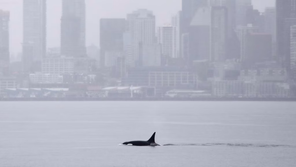 Unprecedented sighting of orcas thrills whale enthusiasts in Seattle.