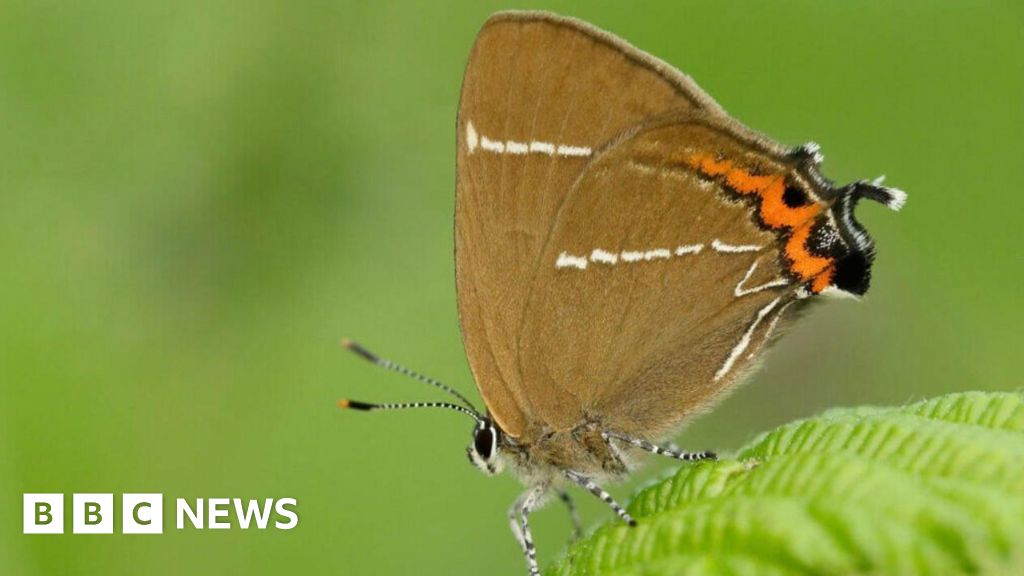 Unusual butterfly species observed following the planting of 430 trees in the Quantock Hills.