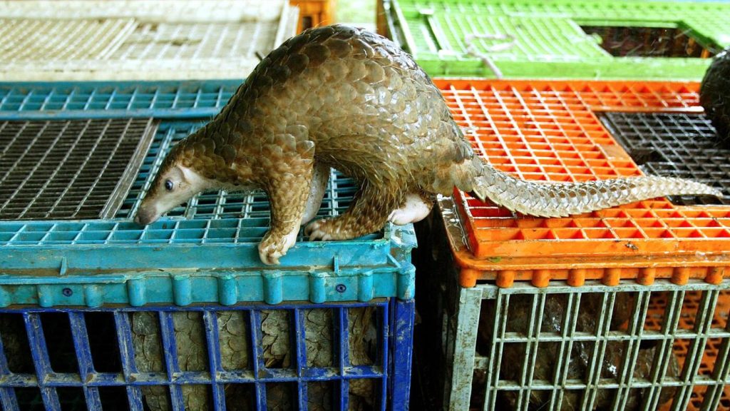 Wildlife trafficking increases the likelihood of disease transmission to humans.