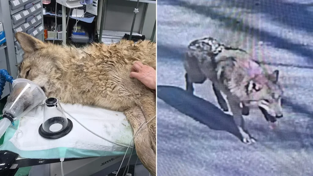 [Wolf Neukgu located unharmed and safely transported back to South Korean zoo following a nine-day search.