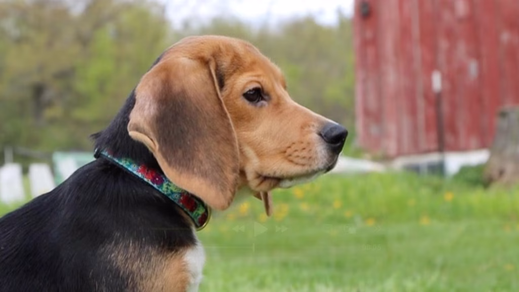 1,500 beagles to be adopted and find homes following release from laboratory.