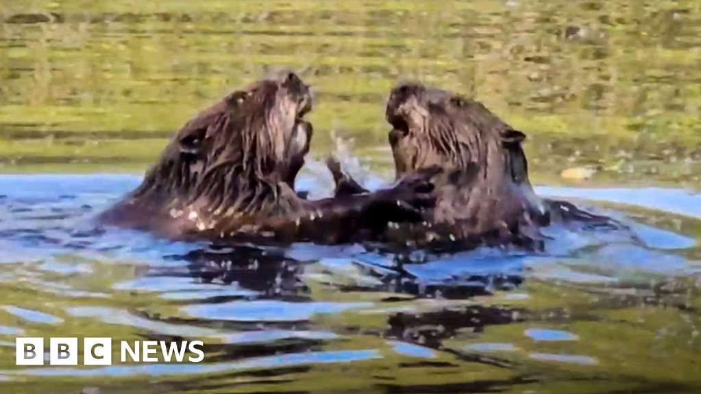 Beavers observed for the first time at nature reserve in Hampshire