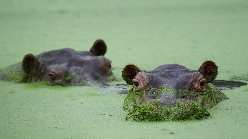 Billionaire funding aimed at protecting cocaine hippos in Colombia
