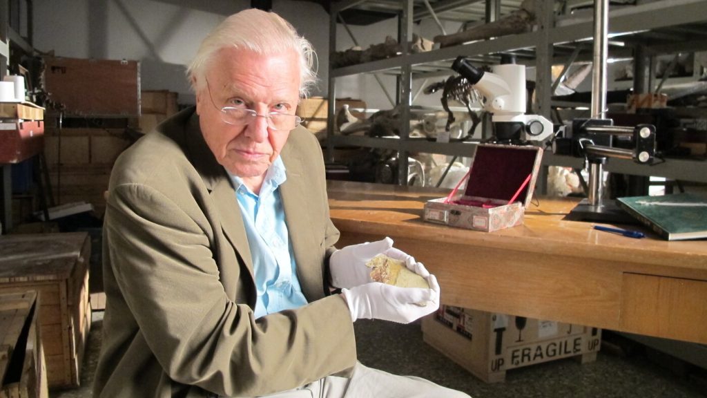 David Attenborough, renowned wildlife and climate specialist, celebrates his 100th birthday.