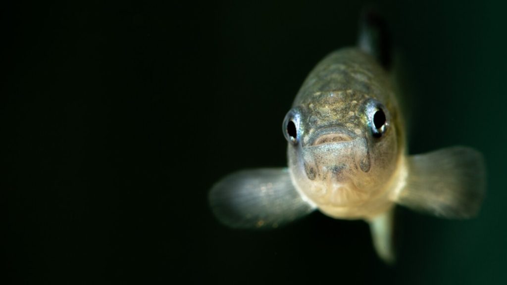 Devils Hole pupfish encounters critical challenges amid federal scientists' upheaval