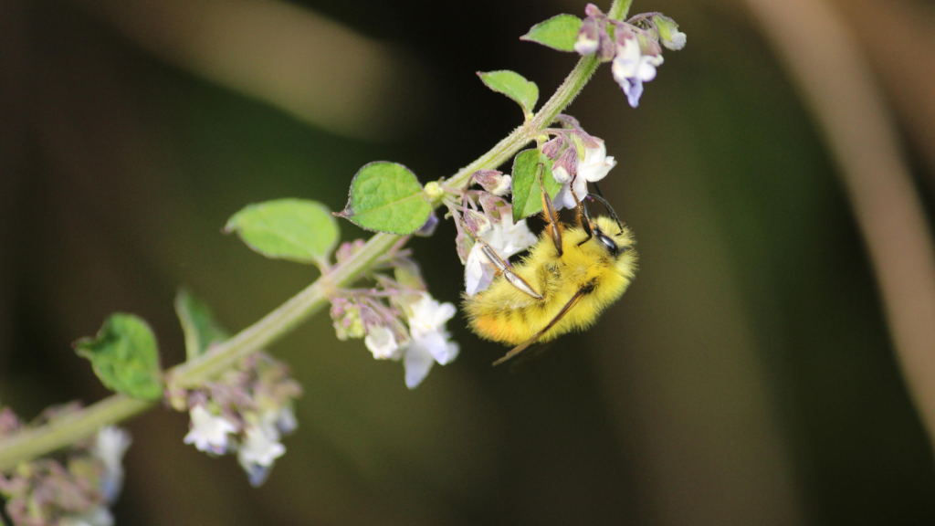 Protecting pollinators benefits both health and financial stability.