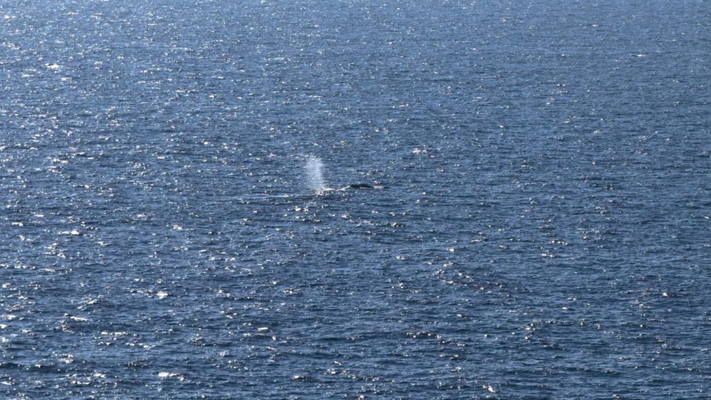 Timmy the whale released back into the ocean following prolonged stranding