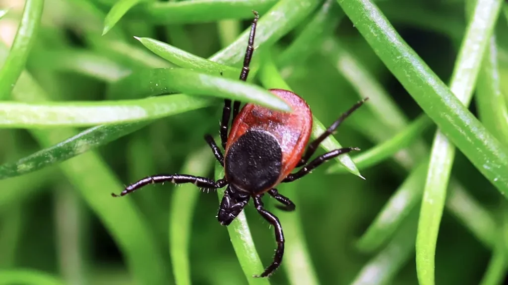Experts caution that a harmful tick-transmitted virus is increasingly affecting the American population.