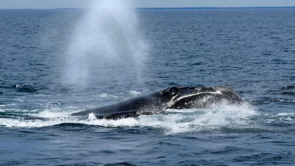 New US safeguards for endangered right whales may take nearly ten years to implement.