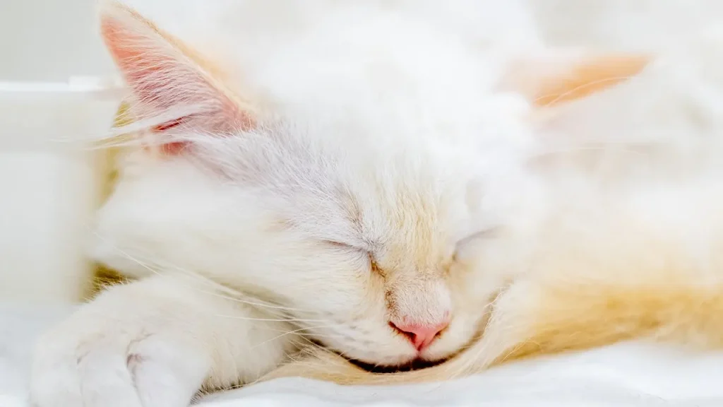 Petco Love Lost assists Dayton family in locating their lost cat