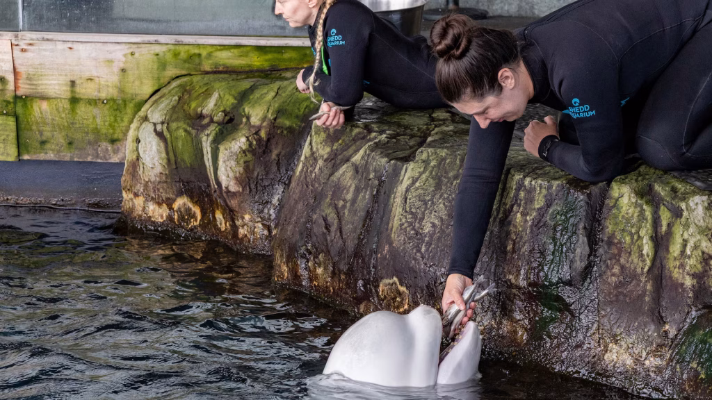Beluga whale passes away at Chicago aquarium shortly after being rescued from Canadian park.